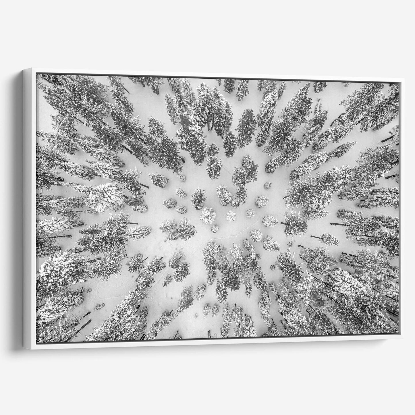 Aerial Forest - Large Canvas