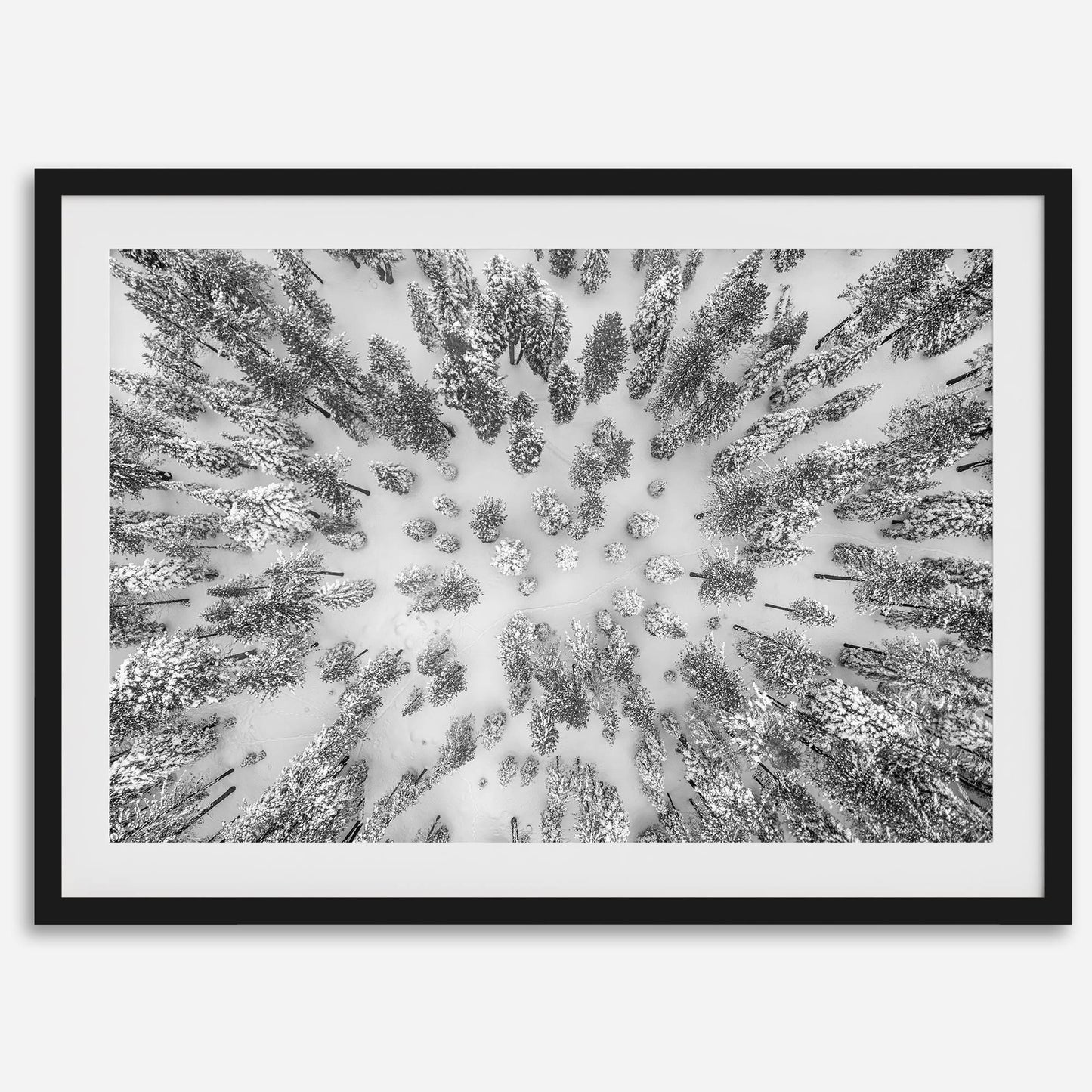 Aerial Forest