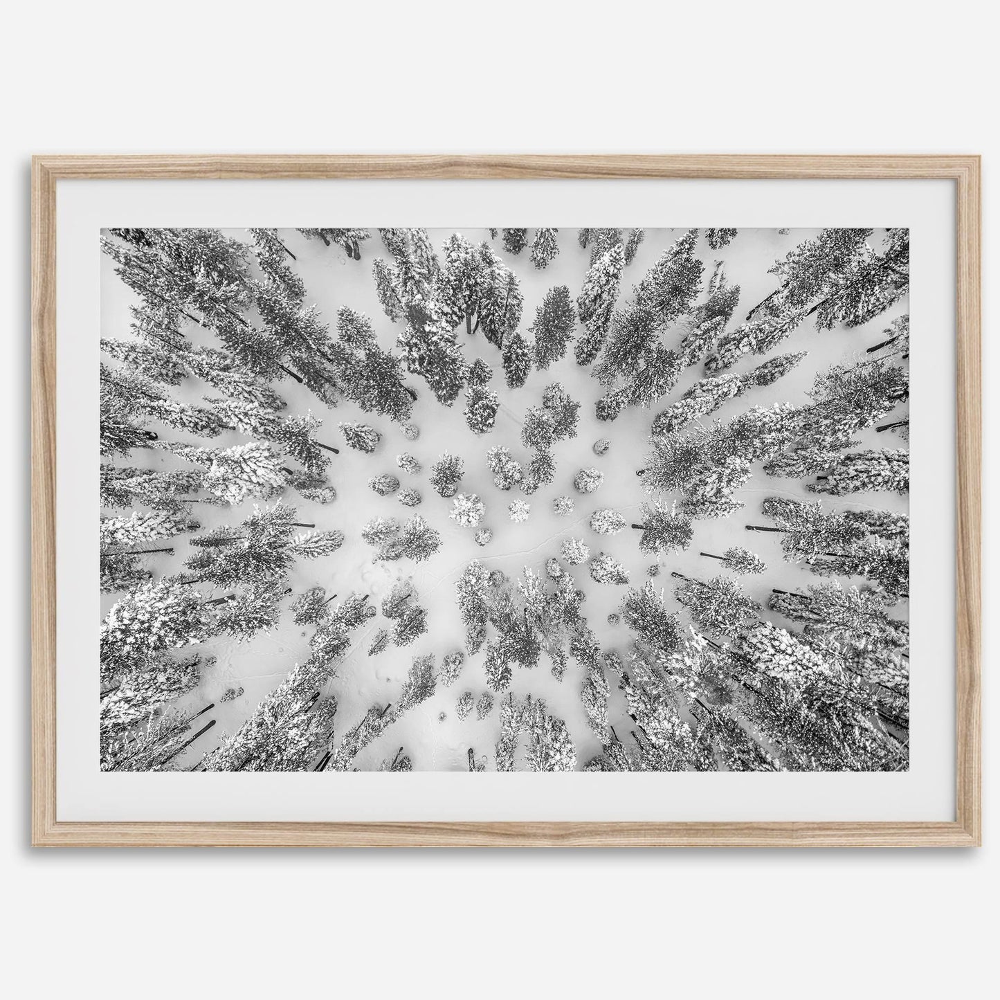 Aerial Forest