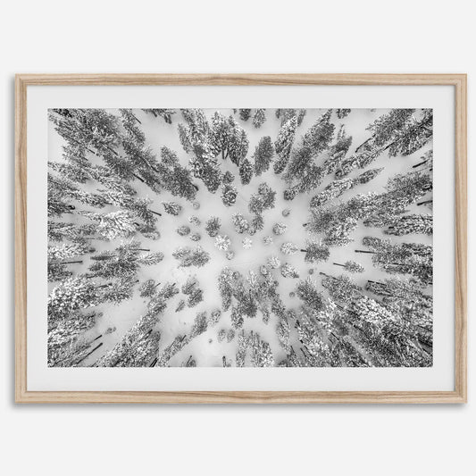 Aerial Forest