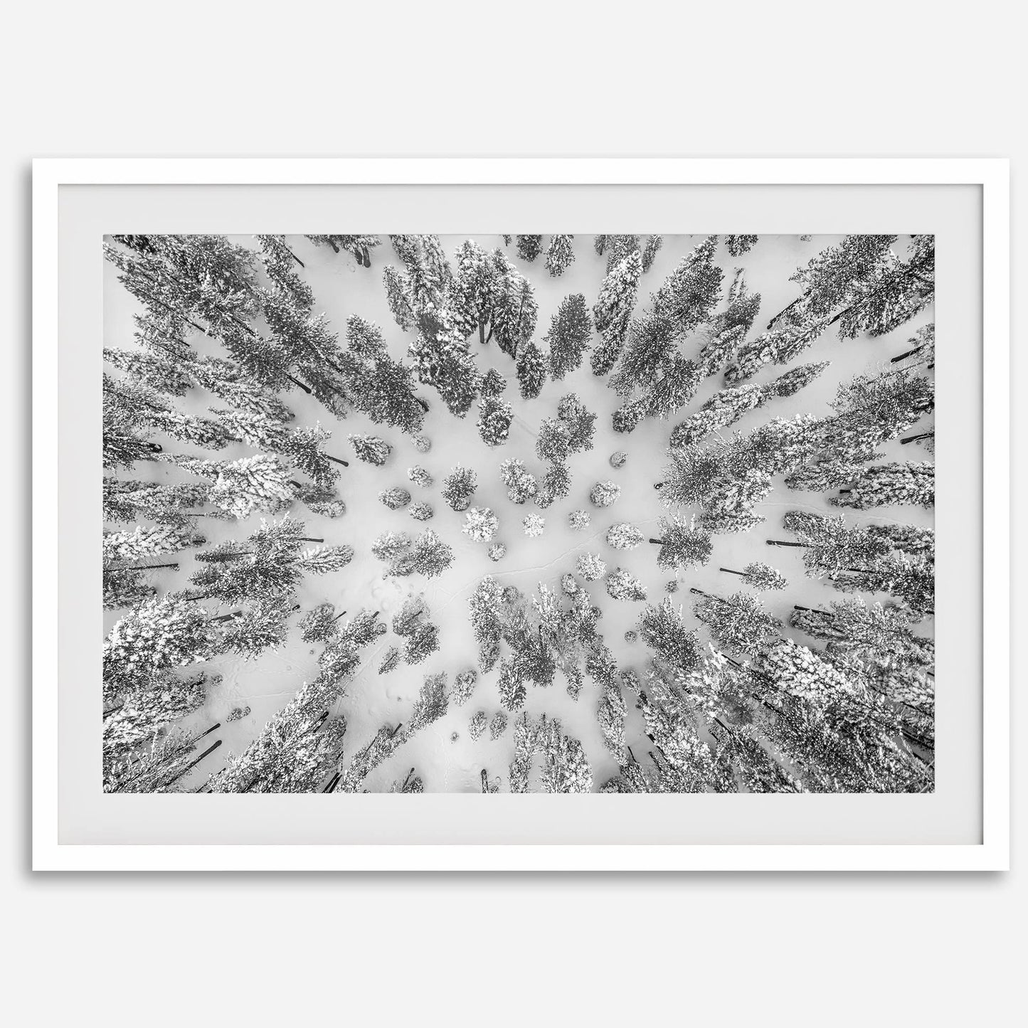 Aerial Forest