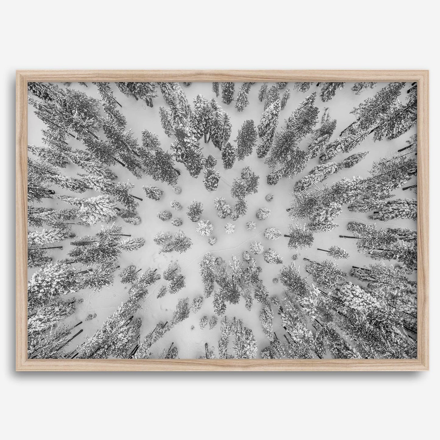 Aerial Forest
