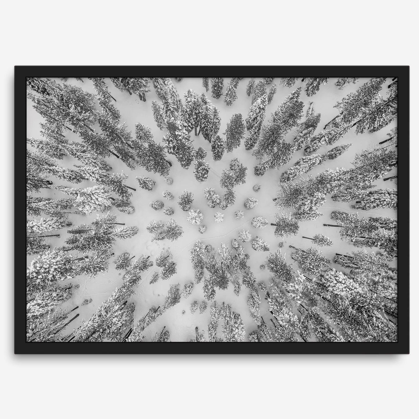 Aerial Forest