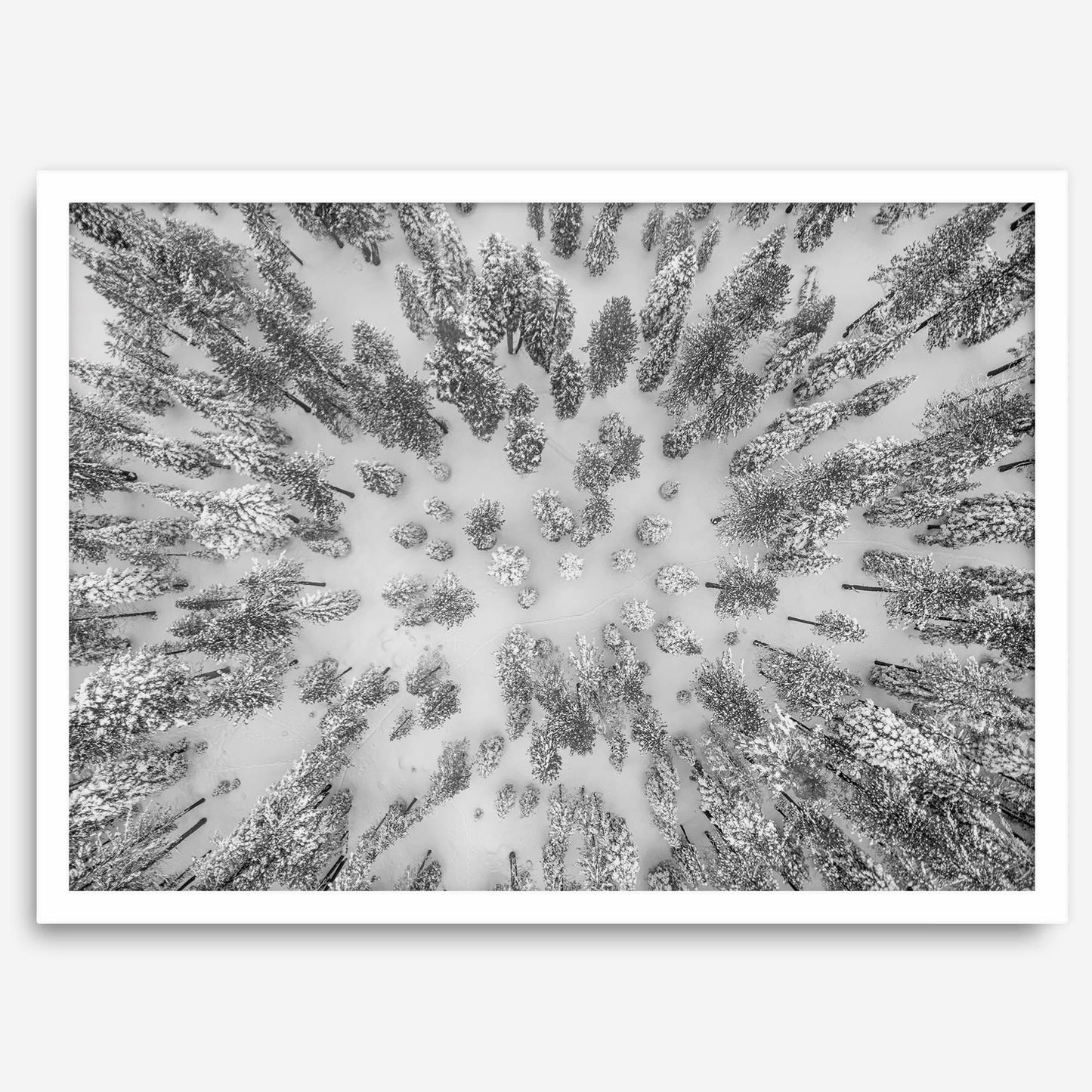 Aerial Forest