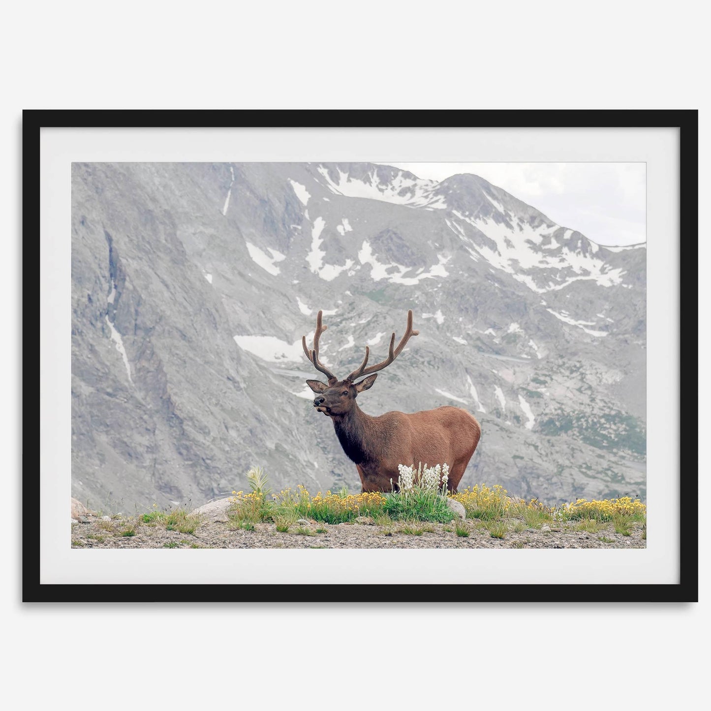 Mountain Elk