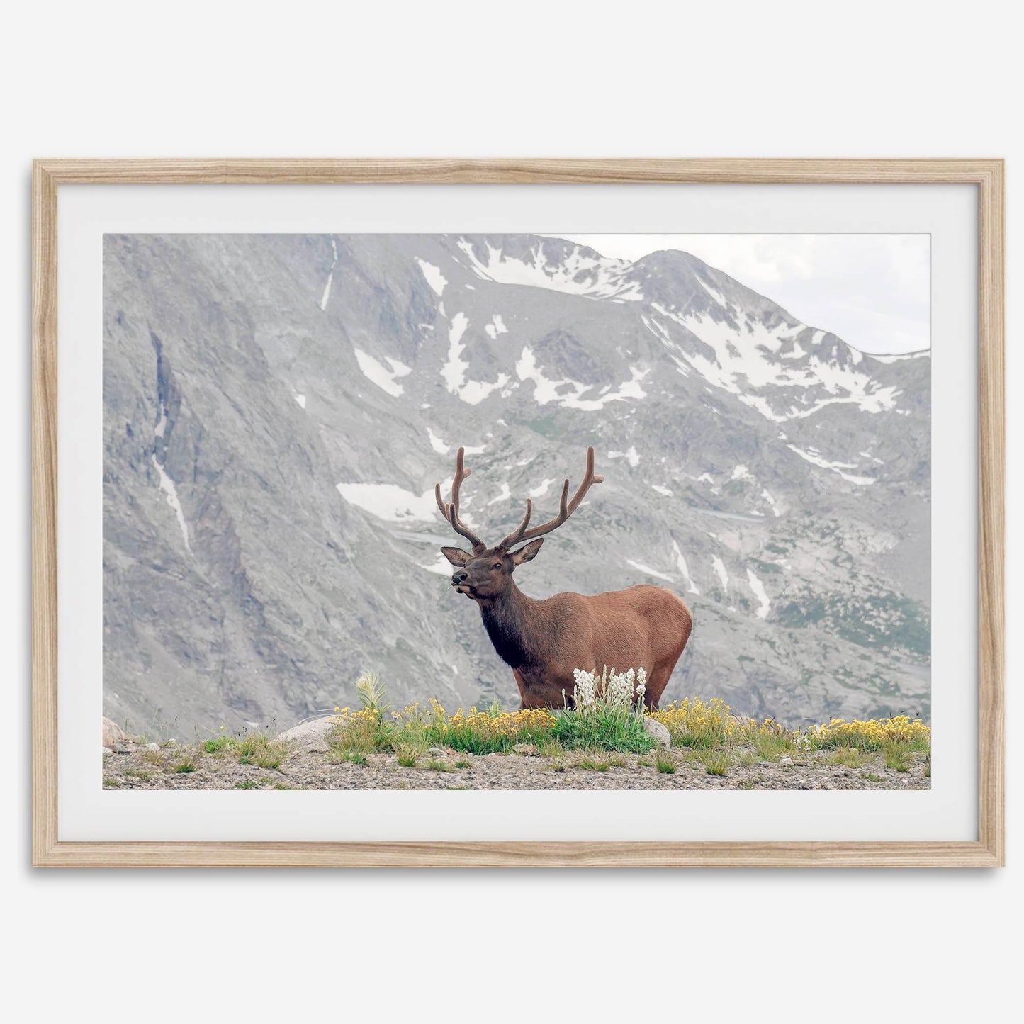 Mountain Elk