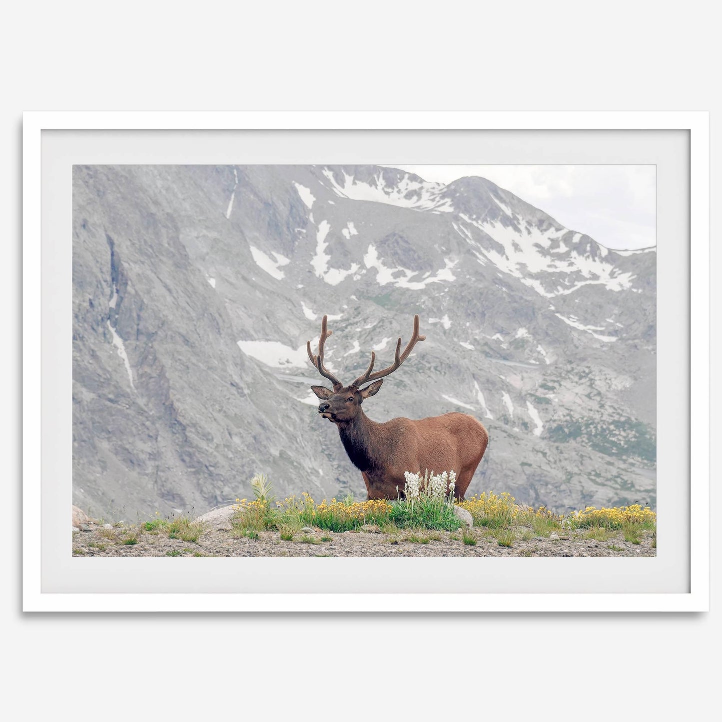 Mountain Elk