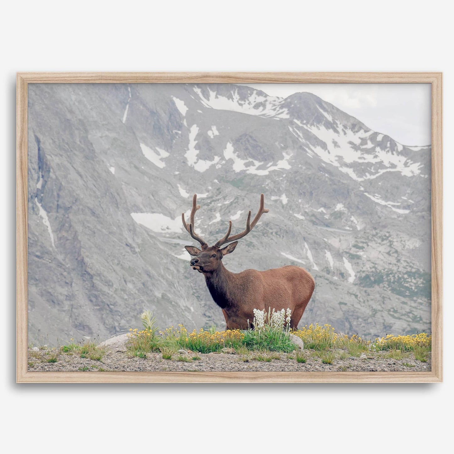 Mountain Elk