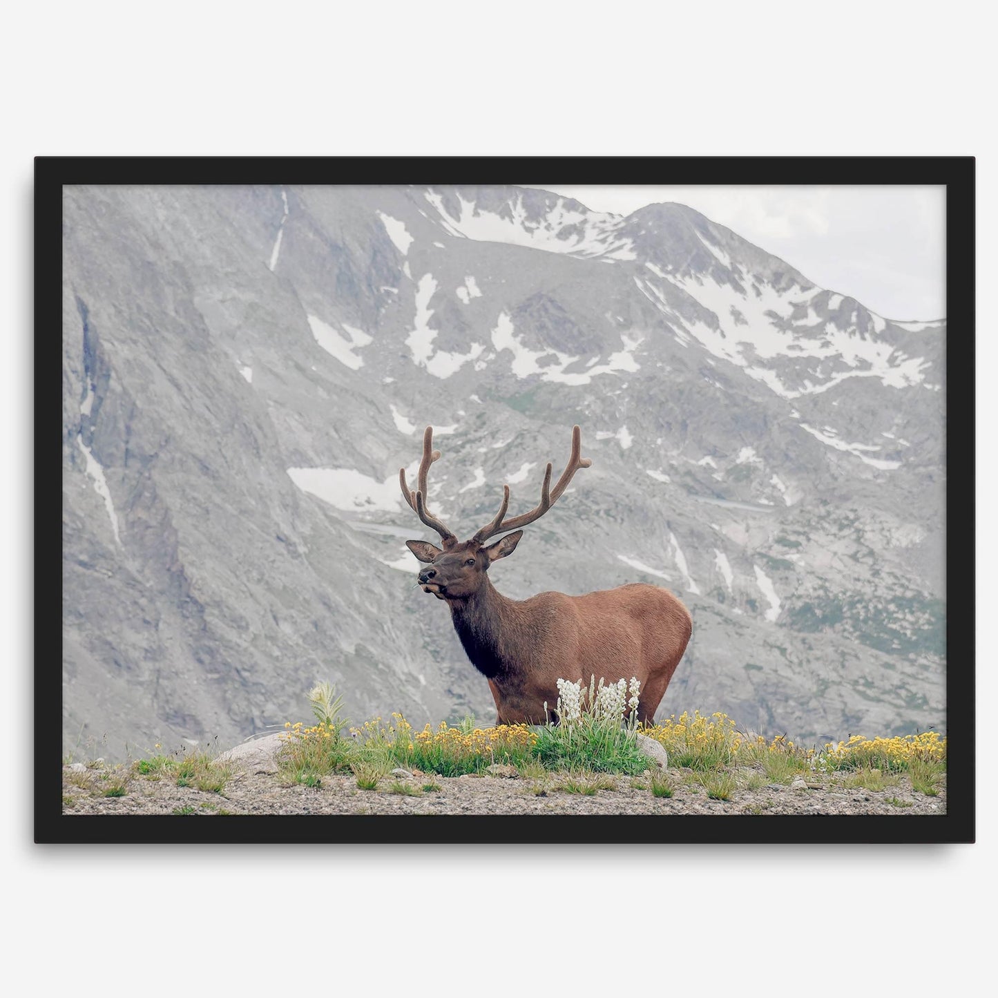 Mountain Elk
