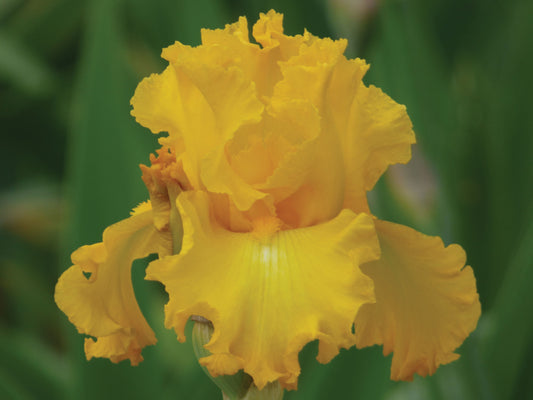 Big As The Moon Reblooming Fragrant Bi-Color Iris Quart Pot