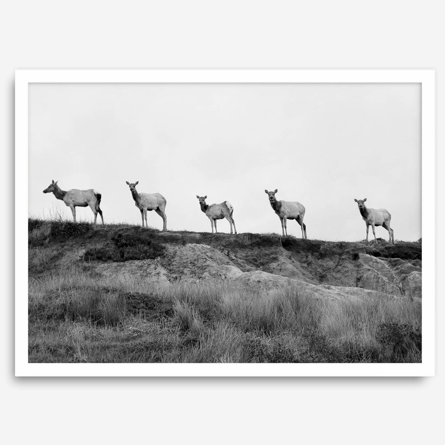 Elk Camino