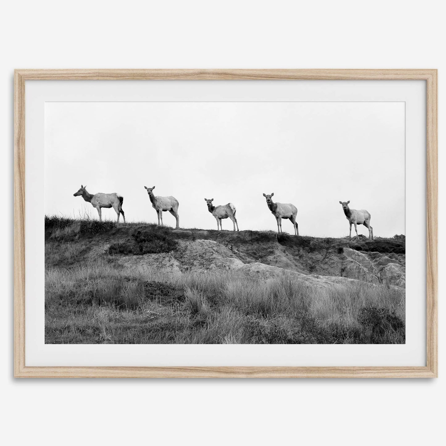 Elk Camino