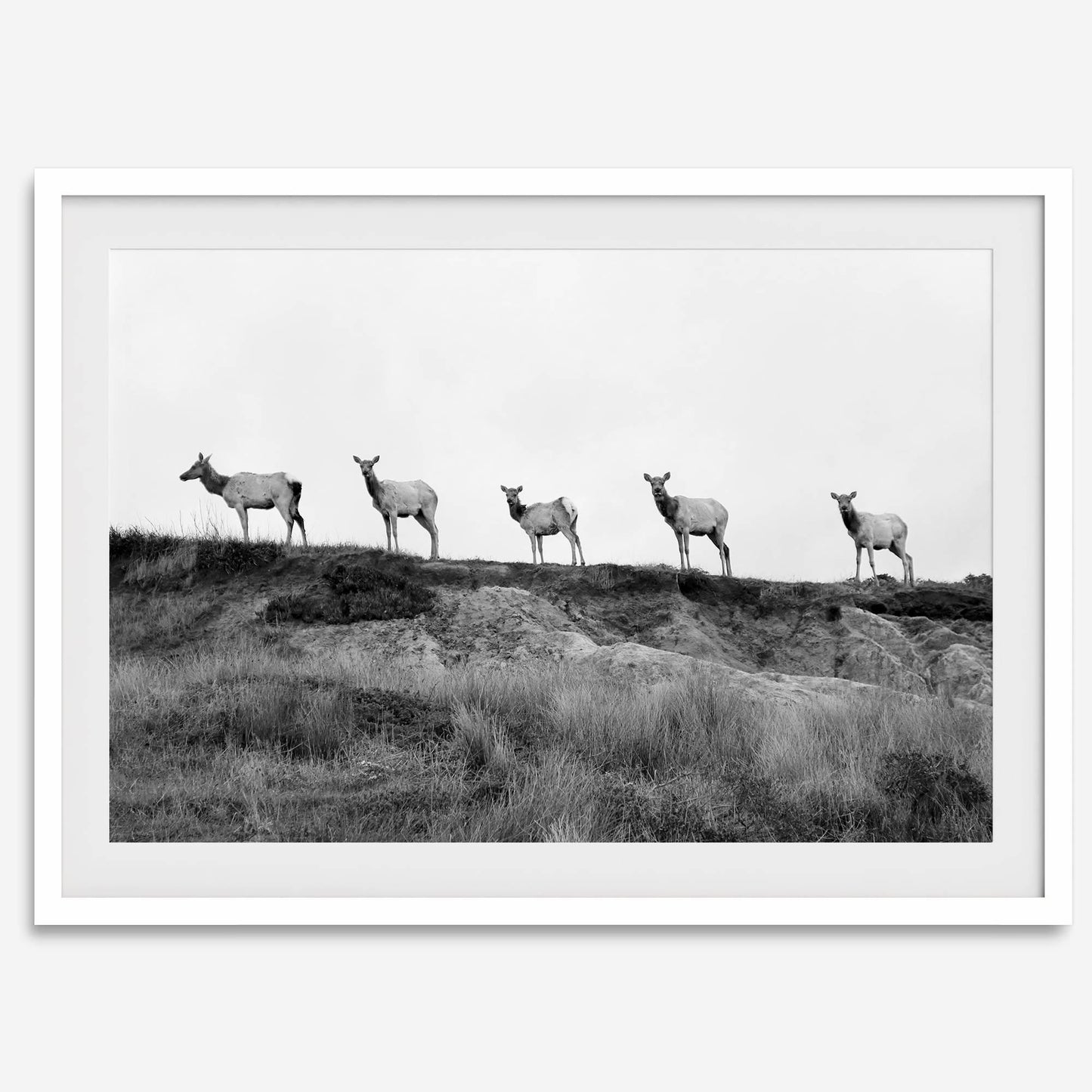 Elk Camino