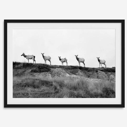 Elk Camino