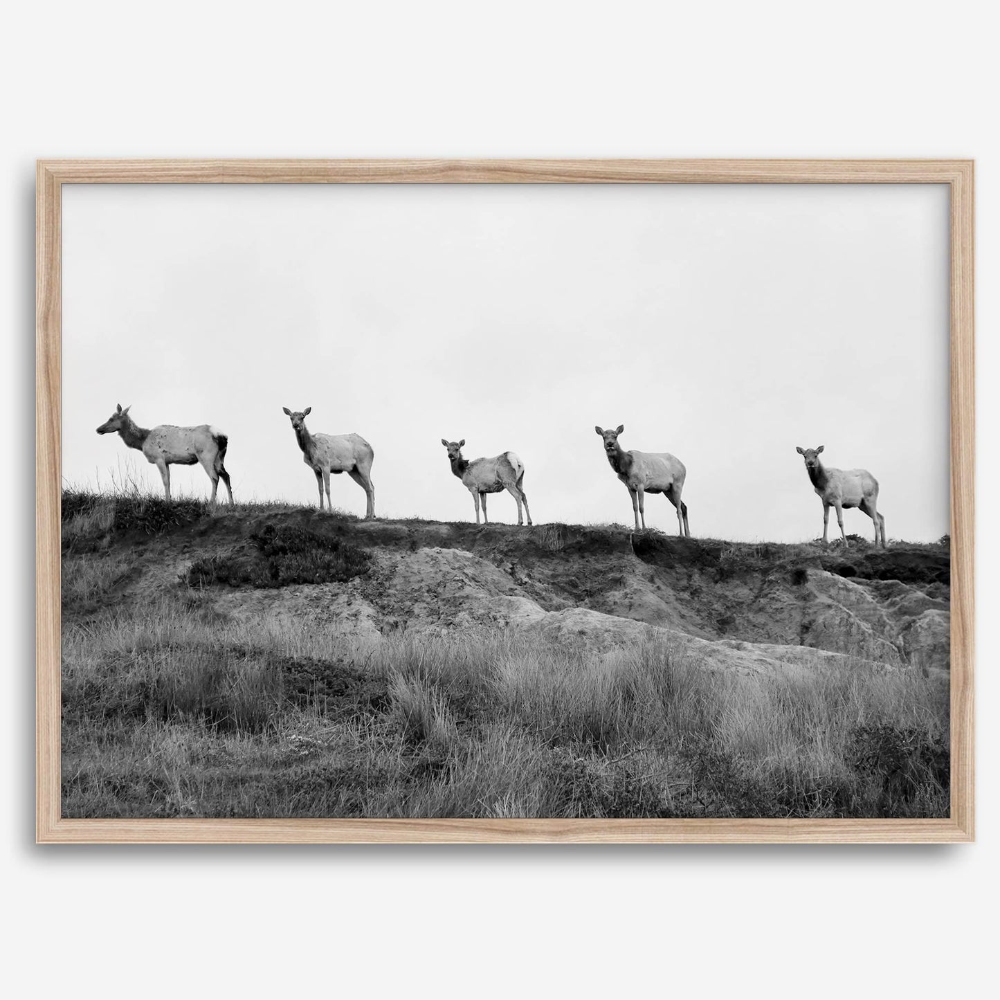 Elk Camino