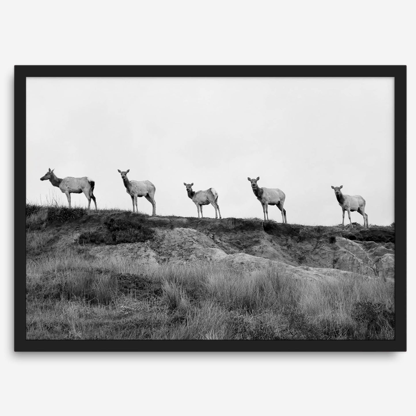 Elk Camino