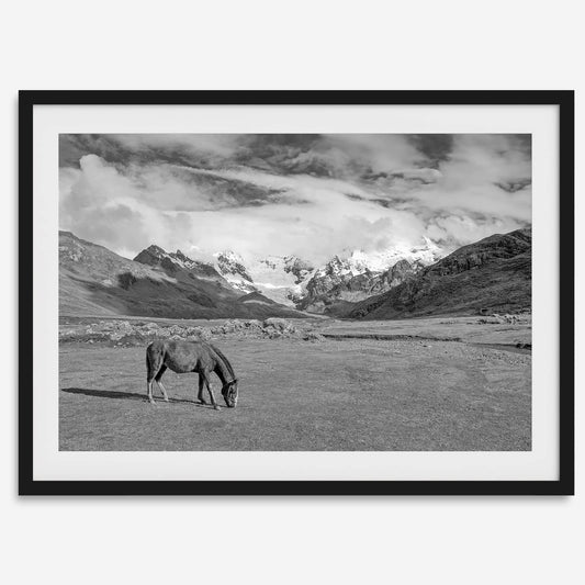 Mountain Horse B&W