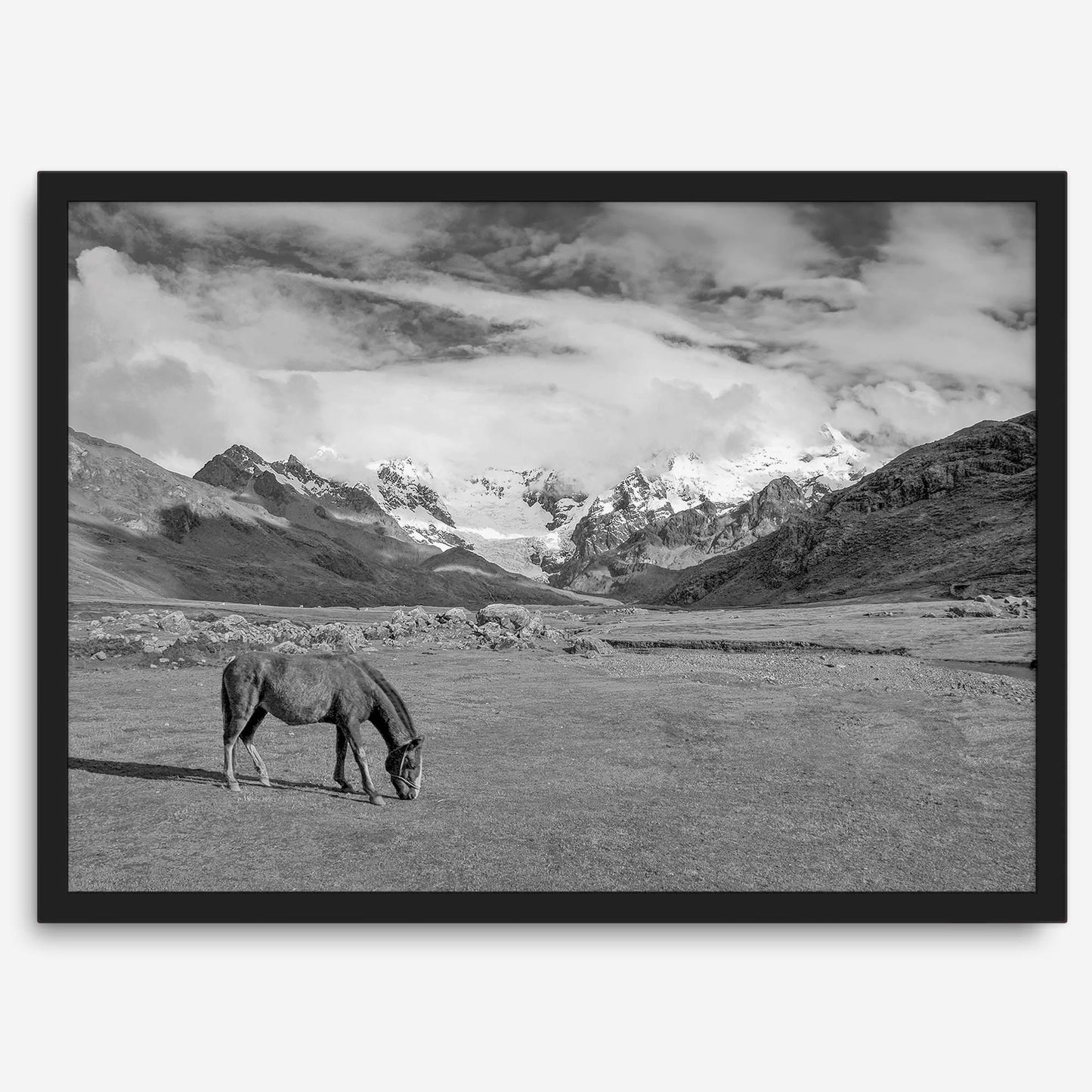 Mountain Horse B&W