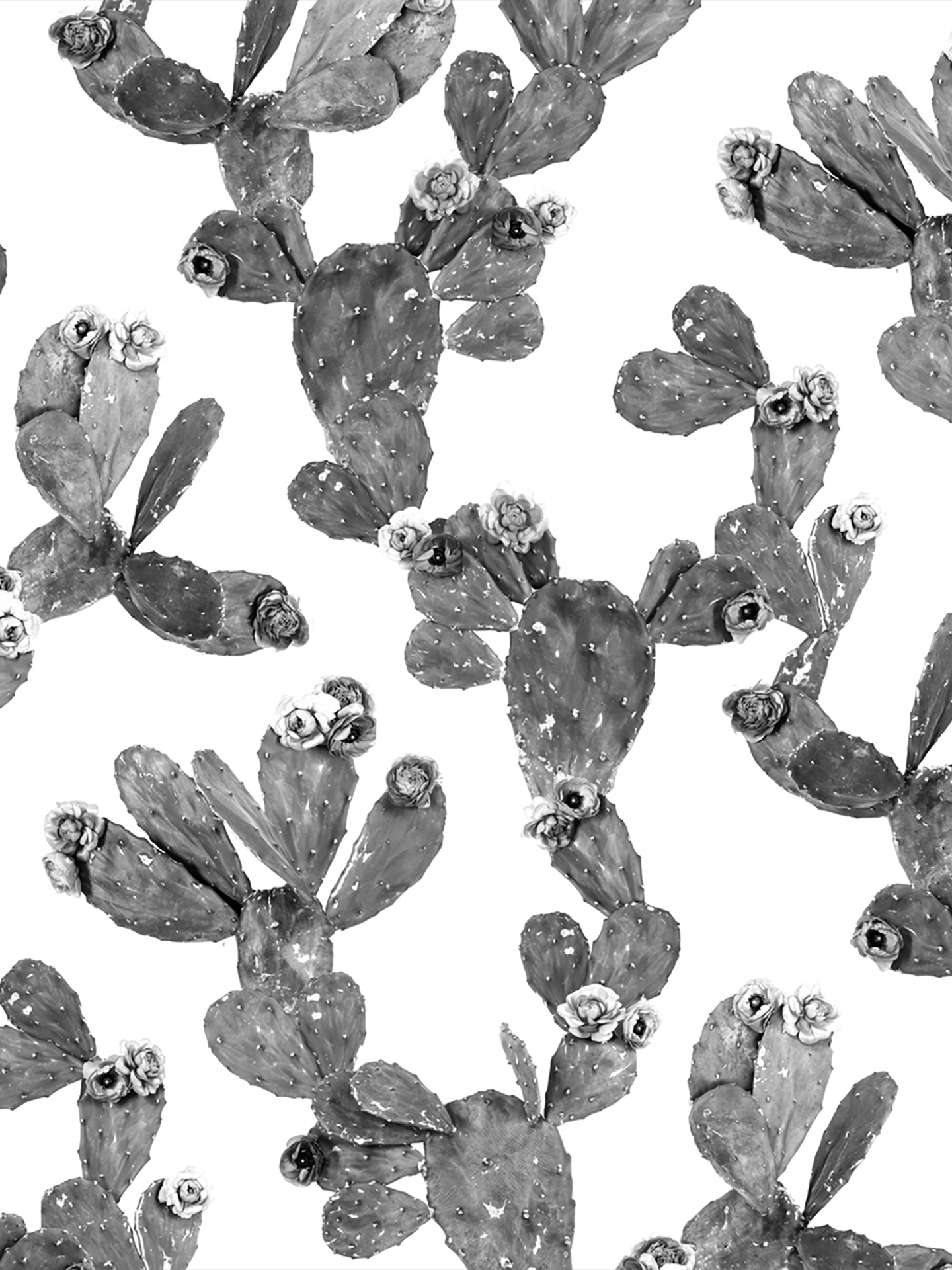 Desert Blooms Wallpaper, white and black