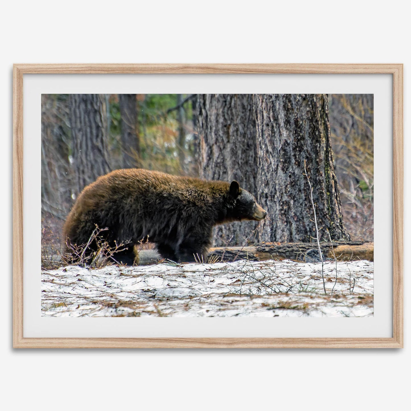 California Bear
