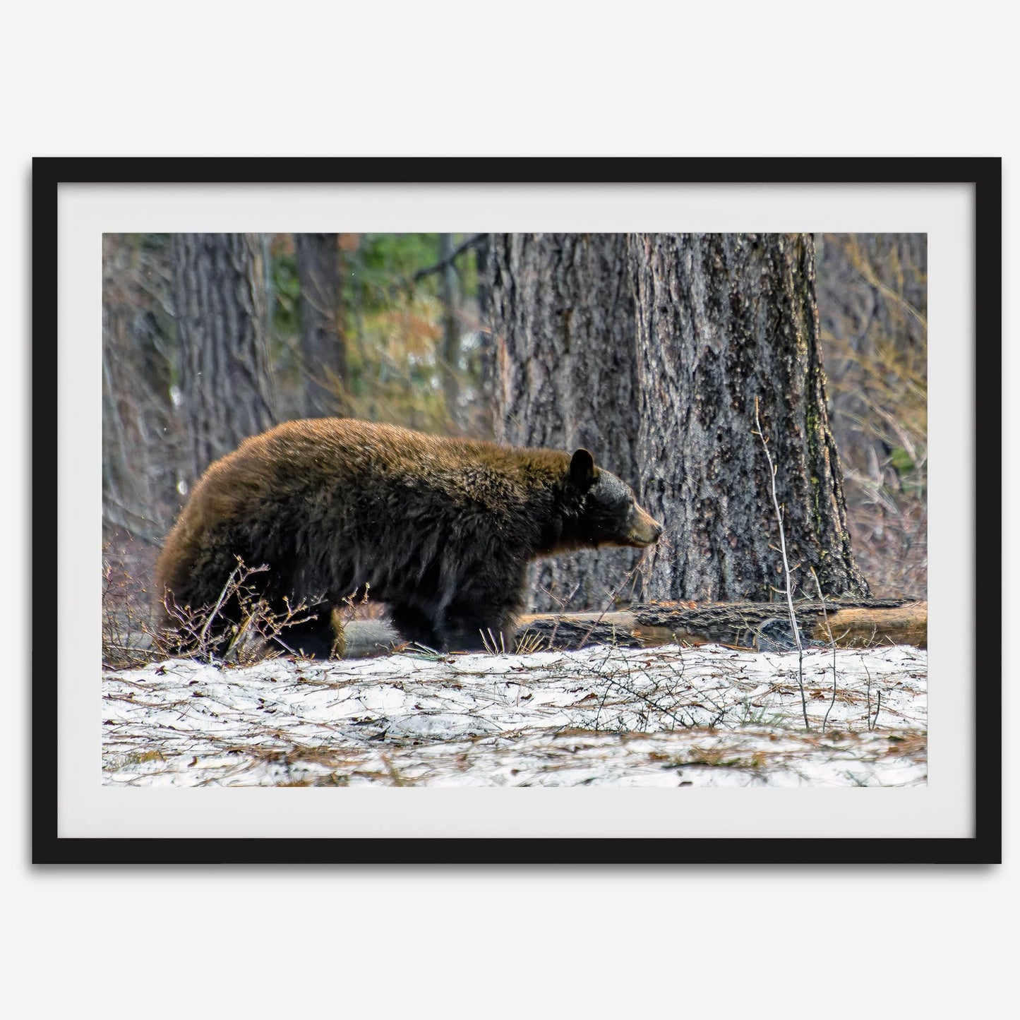 California Bear