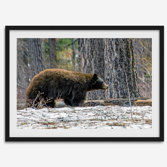 California Bear