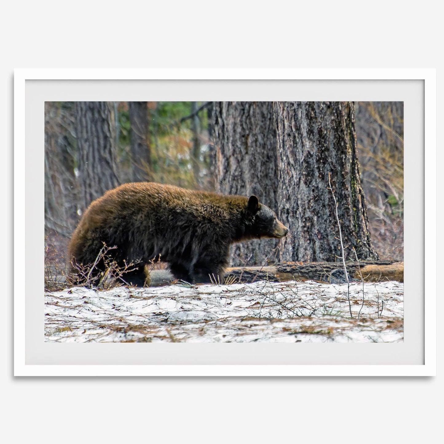California Bear
