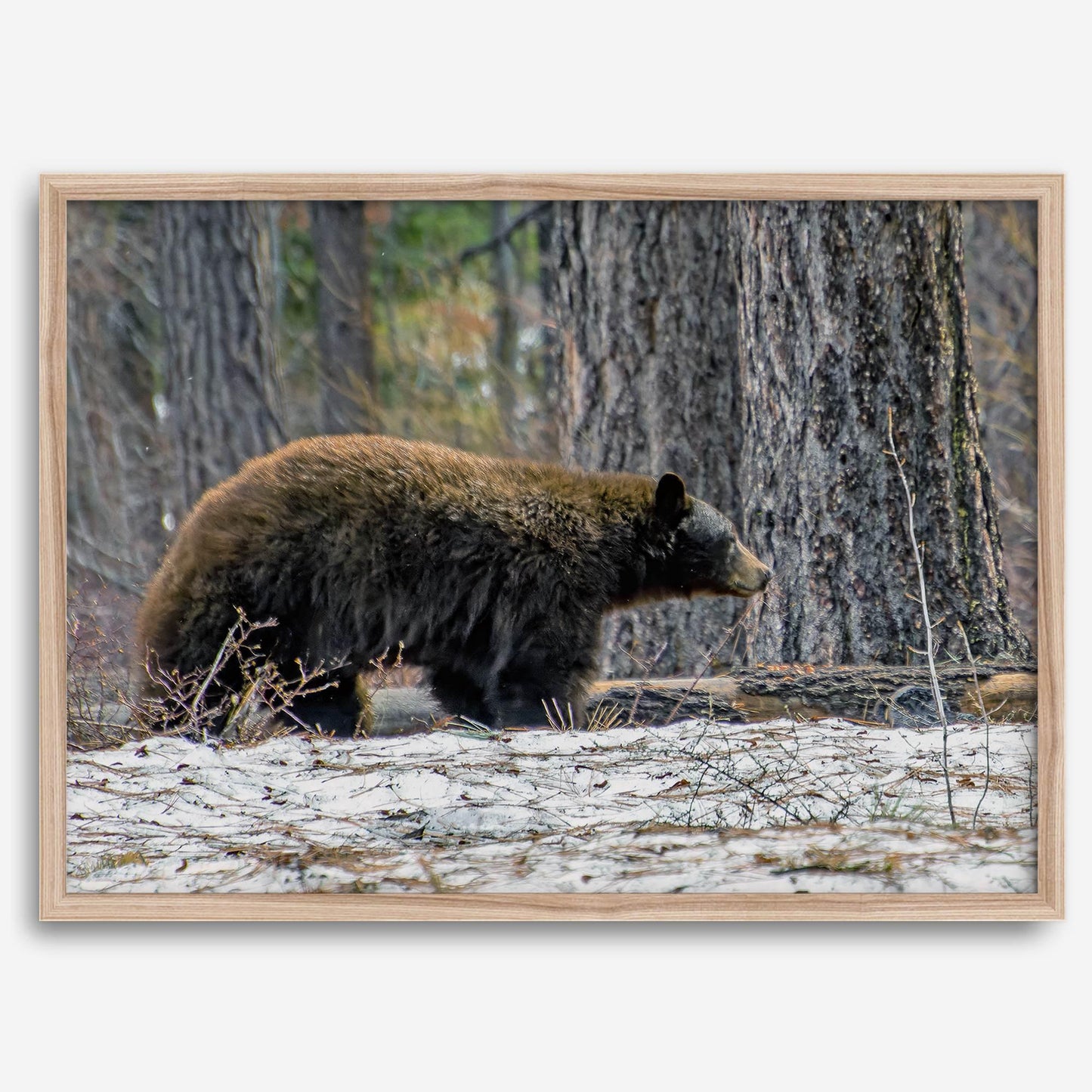 California Bear