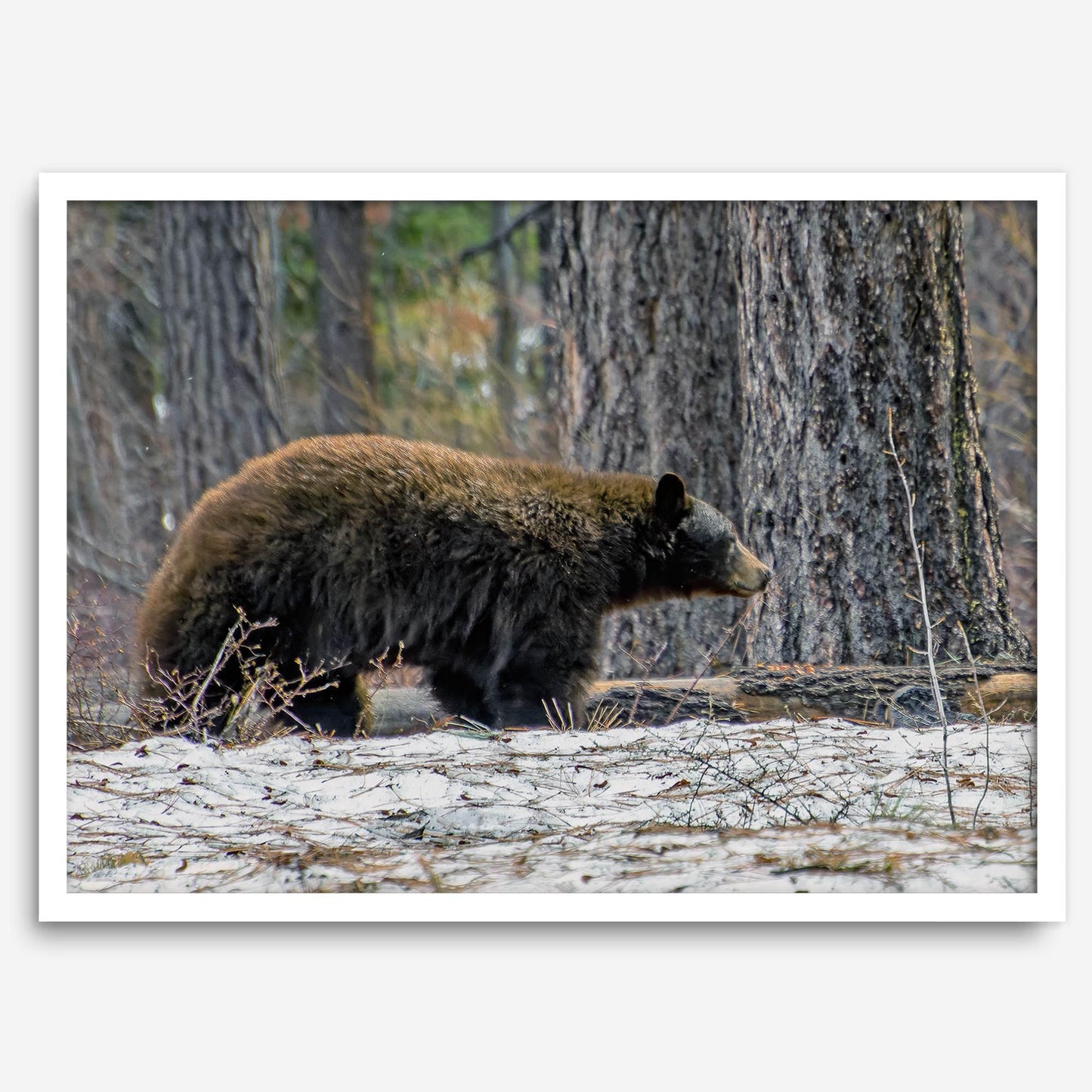 California Bear