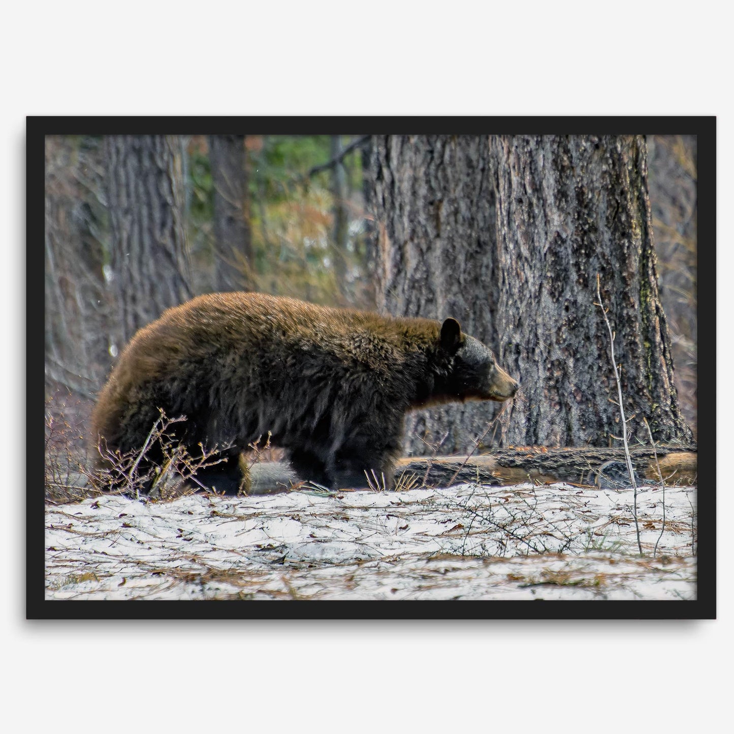 California Bear