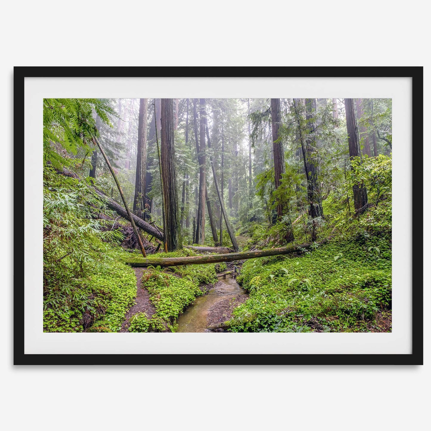 Redwoods Sanctuary