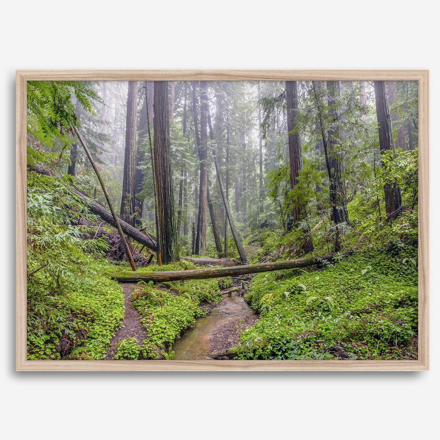 Redwoods Sanctuary