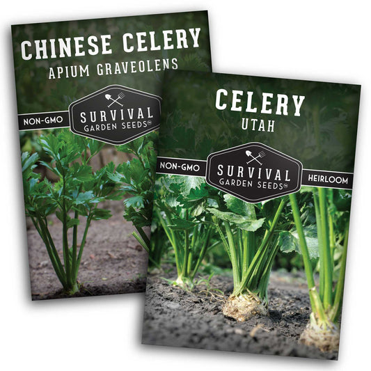 Celery Seed Collection – Utah Celery & Chinese Celery for Flavorful, Productive Gardens