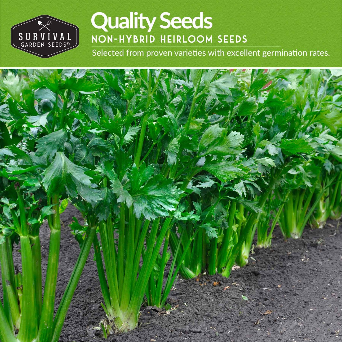 Celery Seed Collection – Utah Celery & Chinese Celery for Flavorful, Productive Gardens