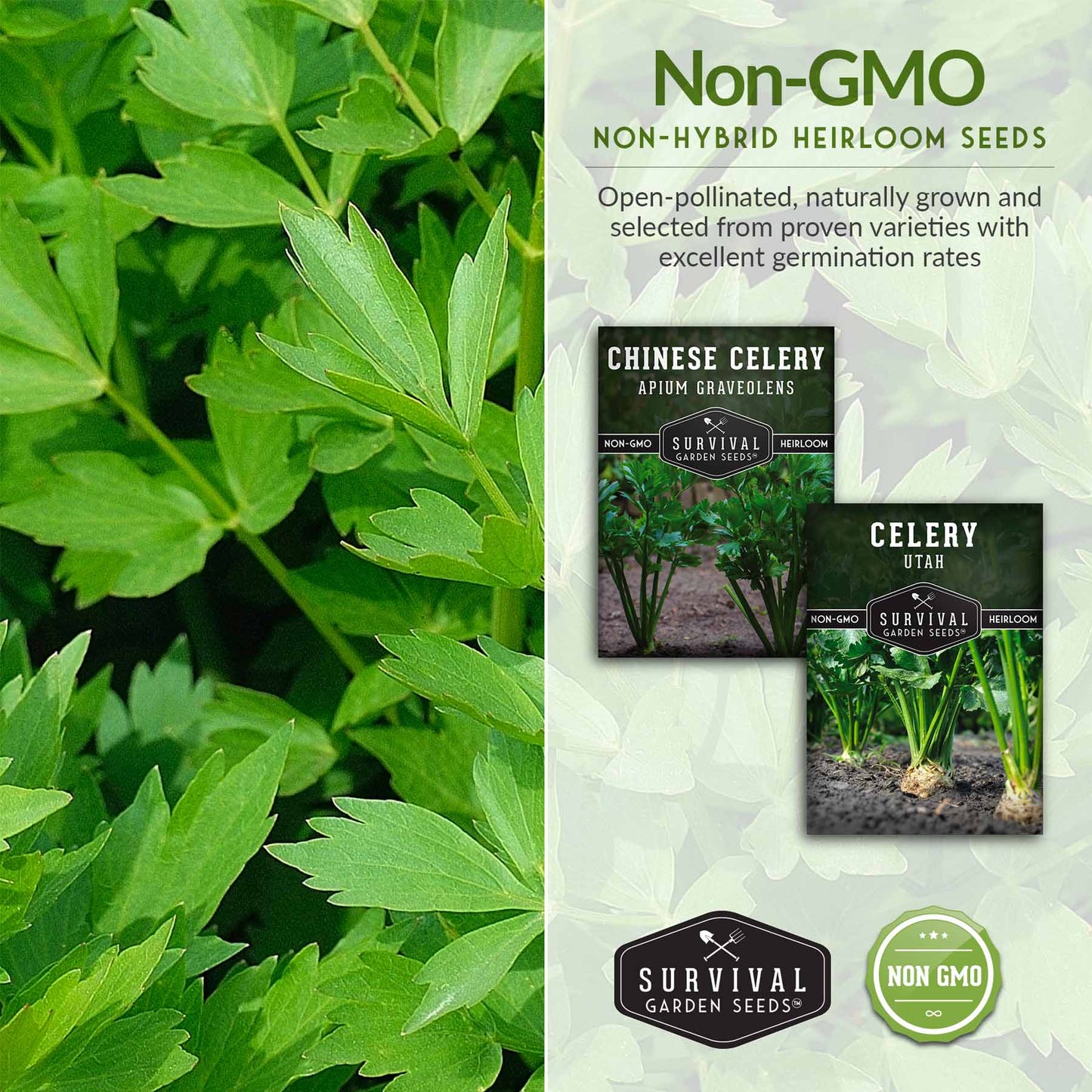 Celery Seed Collection – Utah Celery & Chinese Celery for Flavorful, Productive Gardens