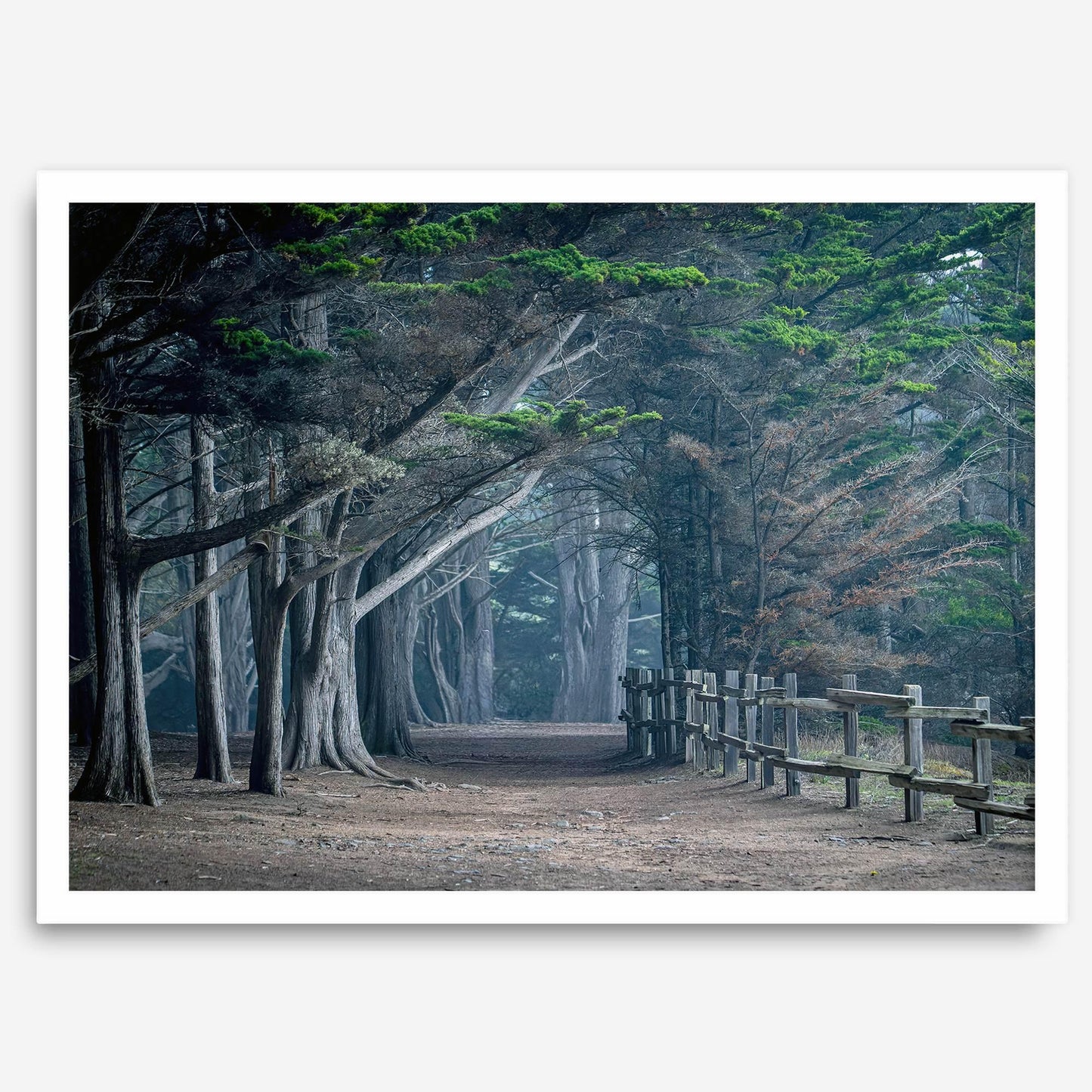 Twilight Grove