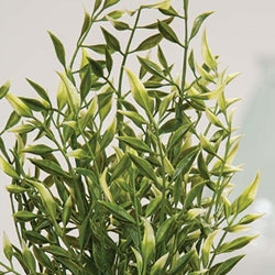 Cream Tipped Smilax Bush - 21"