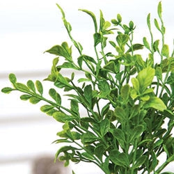 Evergreen English Boxwood Pick - 13"