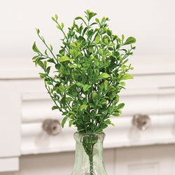 Evergreen English Boxwood Bush - 14"