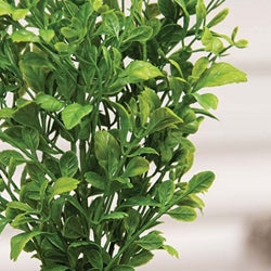 Evergreen English Boxwood Bush - 14"