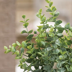 Dusty Mini Eucalyptus Bush - 13"