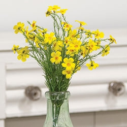 Buttercup & Dill Bush - 15"