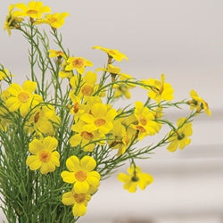 Buttercup & Dill Bush - 15"