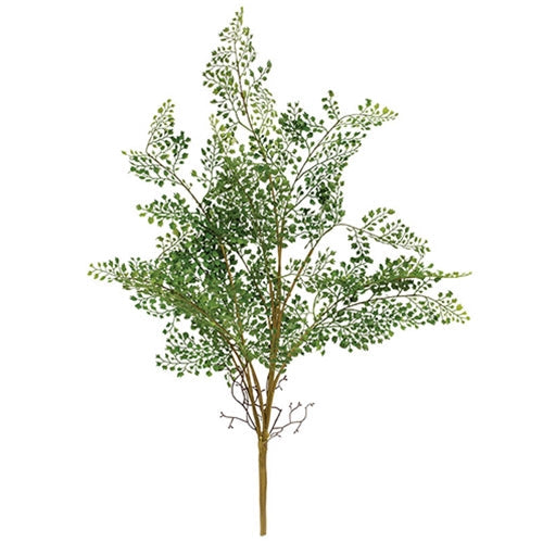Maidenhair Fern Bush - 27"