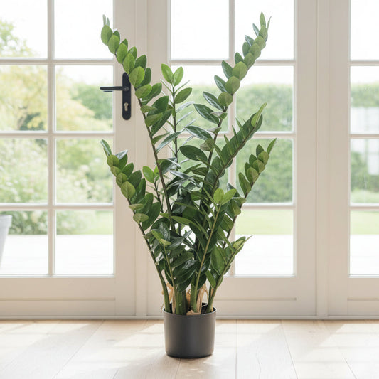 43" Zamioculcas Plant in Pot