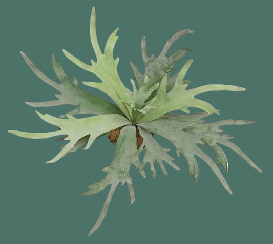20" Staghorn Fern