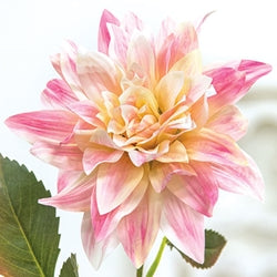 Blush Dahlia Stem - 27"H