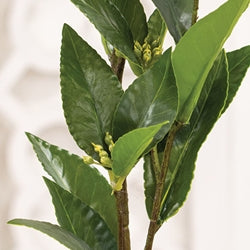 Lush Green Laurel Spray - 27.5"H
