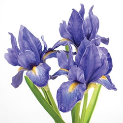 Blue Iris Bouquet - 14.5"