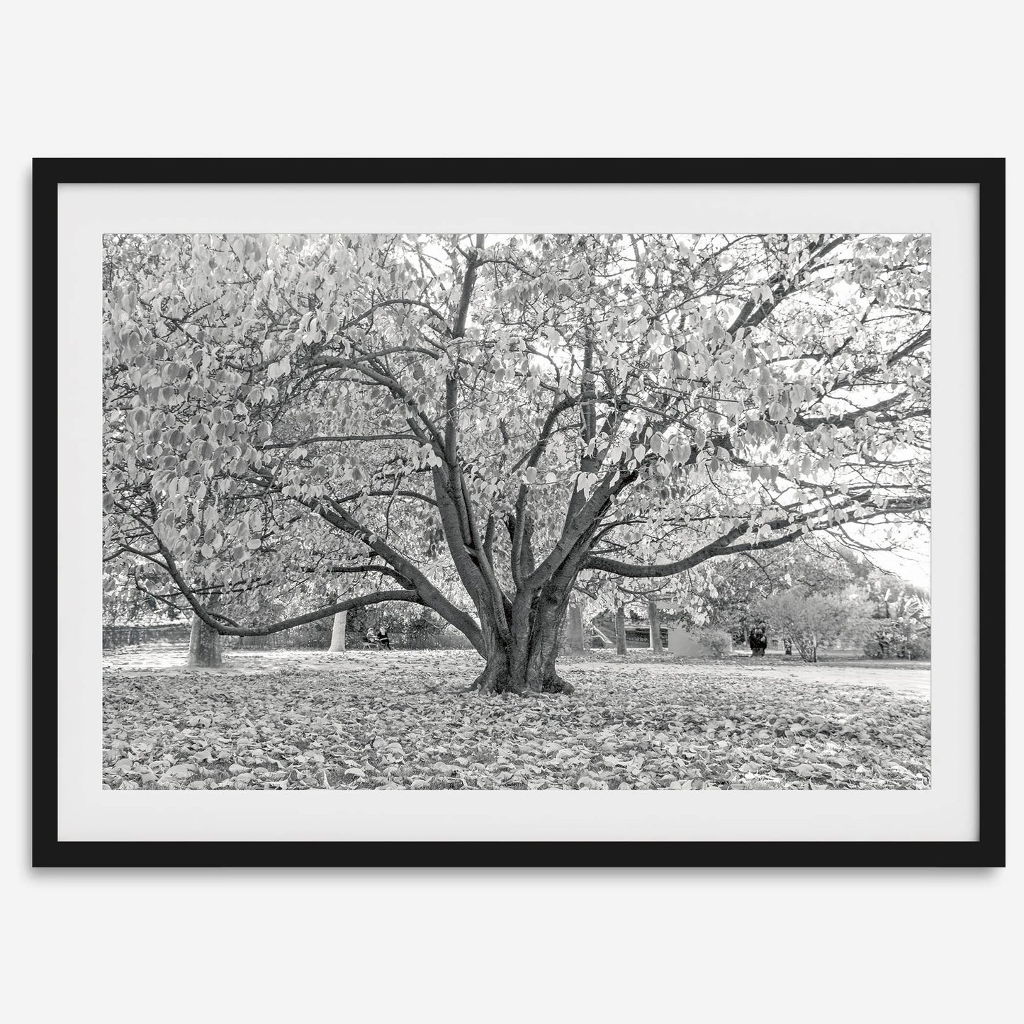 Parisian Foliage